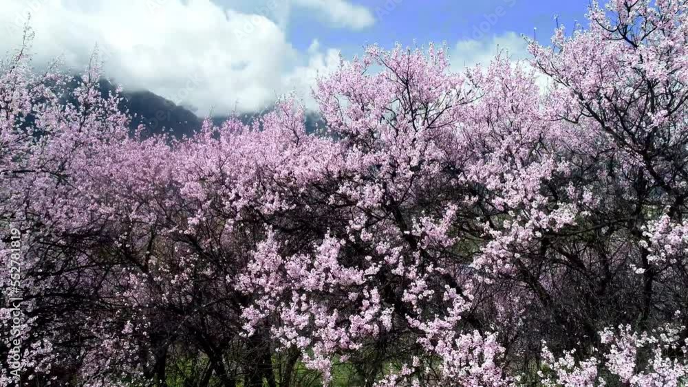 Spring in Nyingchi, Tibet, China. Peach blossom season. The tourist destination is Tibet. Spring in Nyingchi, Tibet, China. Peach blossom season. The tourist destination is Tibet.