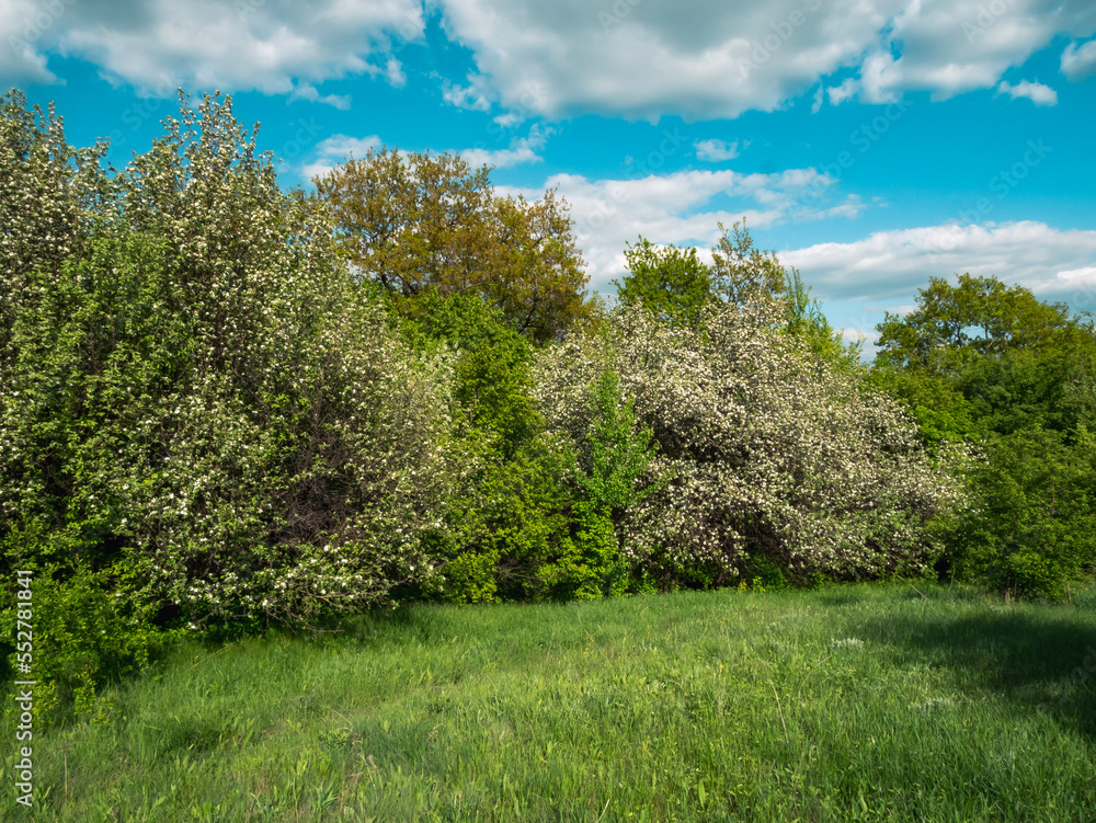 Fototapeta premium tree in spring