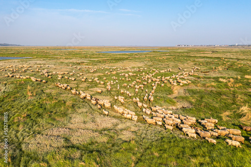 Moutons de pr  s sal  s en baie de Somme