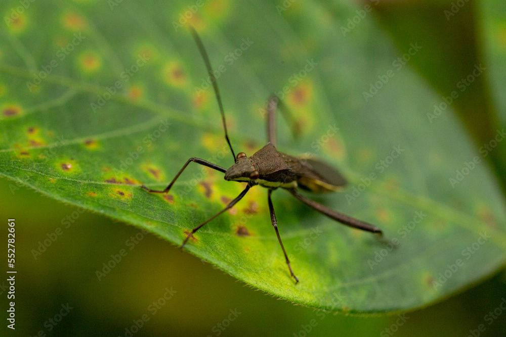 The rice ear bug on a leaf The rice ear bug on a leaf