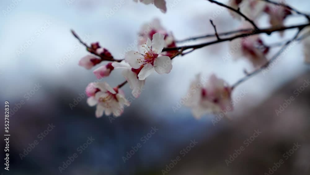 Spring in Nyingchi, Tibet, China. Peach blossom season. The tourist destination is Tibet. Spring in Nyingchi, Tibet, China. Peach blossom season. The tourist destination is Tibet.