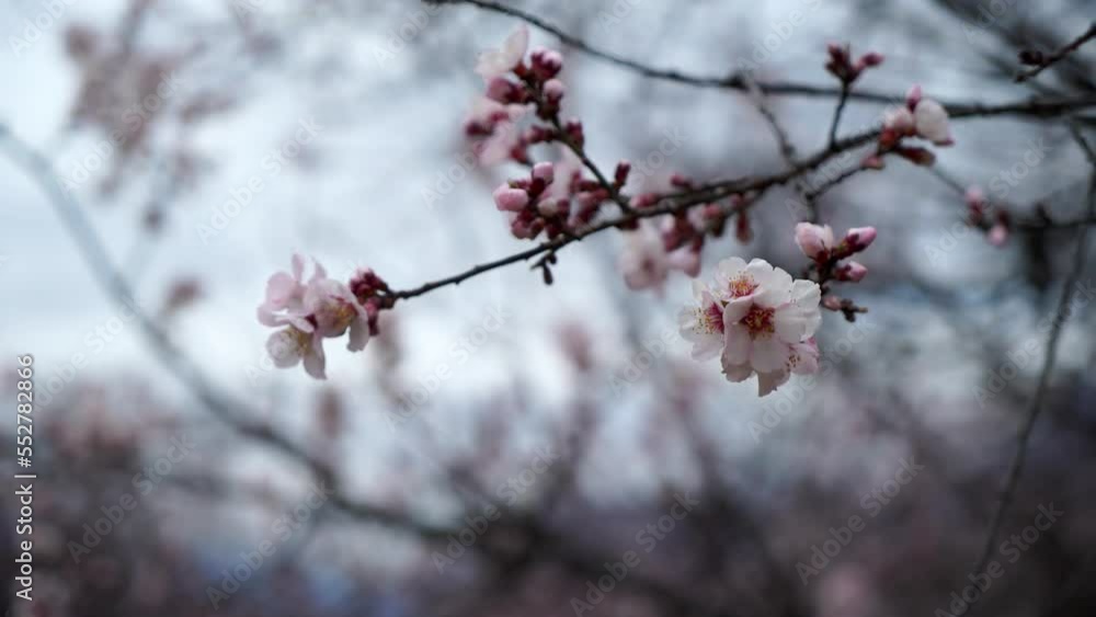 Spring in Nyingchi, Tibet, China. Peach blossom season. The tourist destination is Tibet. Spring in Nyingchi, Tibet, China. Peach blossom season. The tourist destination is Tibet.
