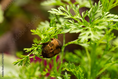 Gymnetis beetle crawling on a wormwood plant