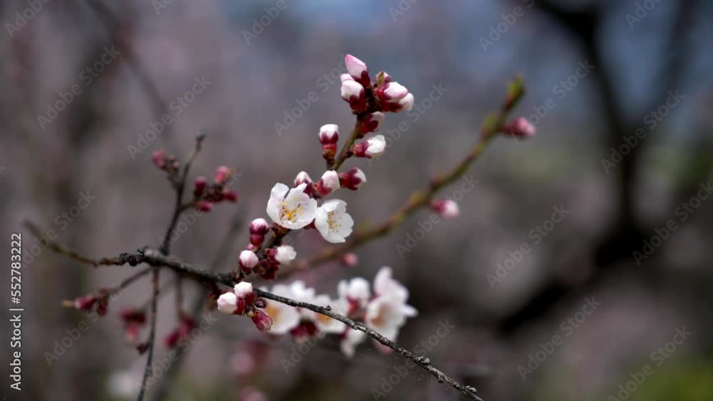 Spring in Nyingchi, Tibet, China. Peach blossom season. The tourist destination is Tibet. Spring in Nyingchi, Tibet, China. Peach blossom season. The tourist destination is Tibet.