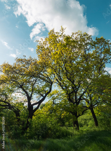 trees in the autumn
