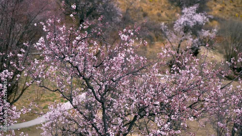 Spring in Nyingchi, Tibet, China. Peach blossom season. The tourist destination is Tibet. Spring in Nyingchi, Tibet, China. Peach blossom season. The tourist destination is Tibet.