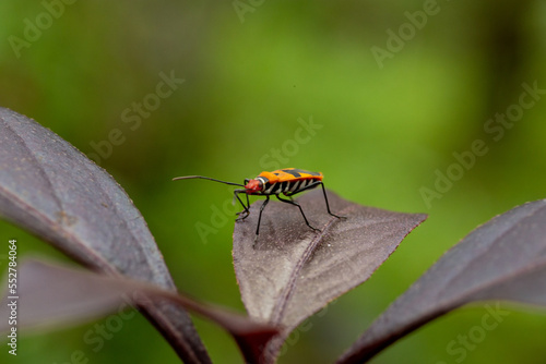 Red cotton stainer bug on a leaf