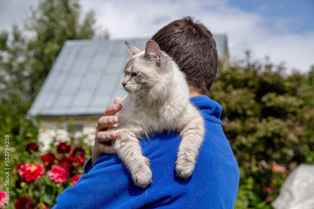 Obraz premium Siberian cat breed Neva Masquerade in the hands of the owner