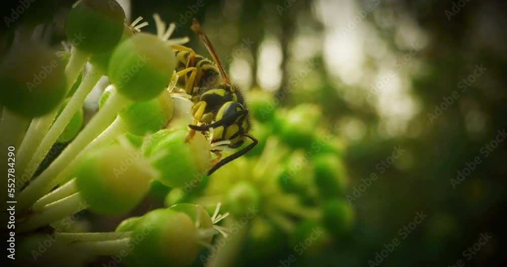 Wasp on a Flower Wasp on a Flower