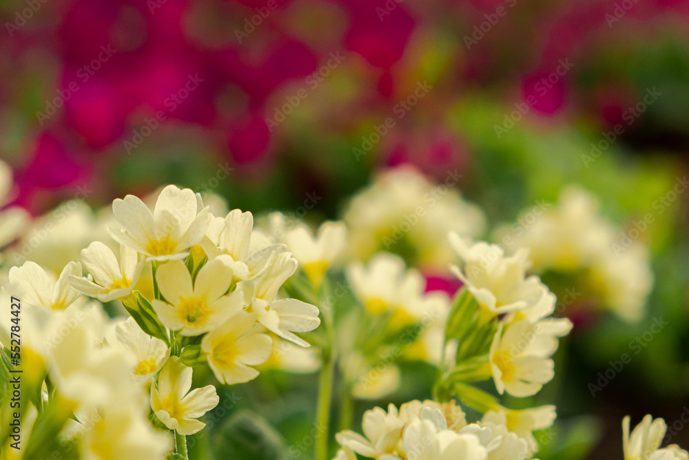 Easter concept. Primrose Primula with yellow flowers in flowerbed in spring time. Inspirational natural floral spring or summer blooming garden or park. Hello spring