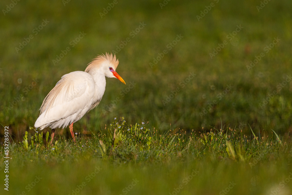 Héron garde-boeufs (Bubulcus ibis - Western Cattle Egret) Héron garde-boeufs (Bubulcus ibis - Western Cattle Egret)