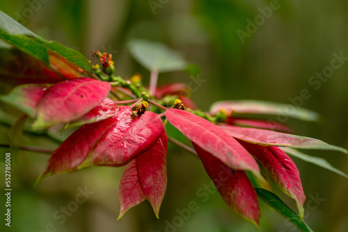 A bunch of young red leaves