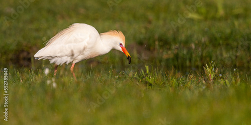 Héron garde-boeufs (Bubulcus ibis - Western Cattle Egret)