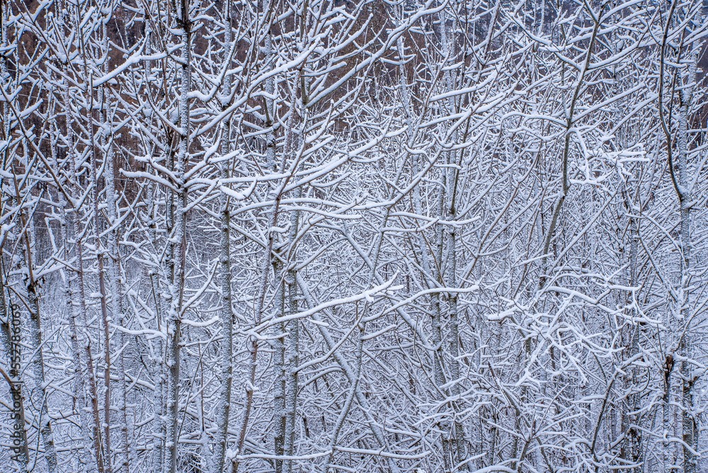 L’inverno in Valle Varaita: il lago di Pontechianale, la neve ed il ghiaccio sugli alberi L’inverno in Valle Varaita: il lago di Pontechianale, la neve ed il ghiaccio sugli alberi