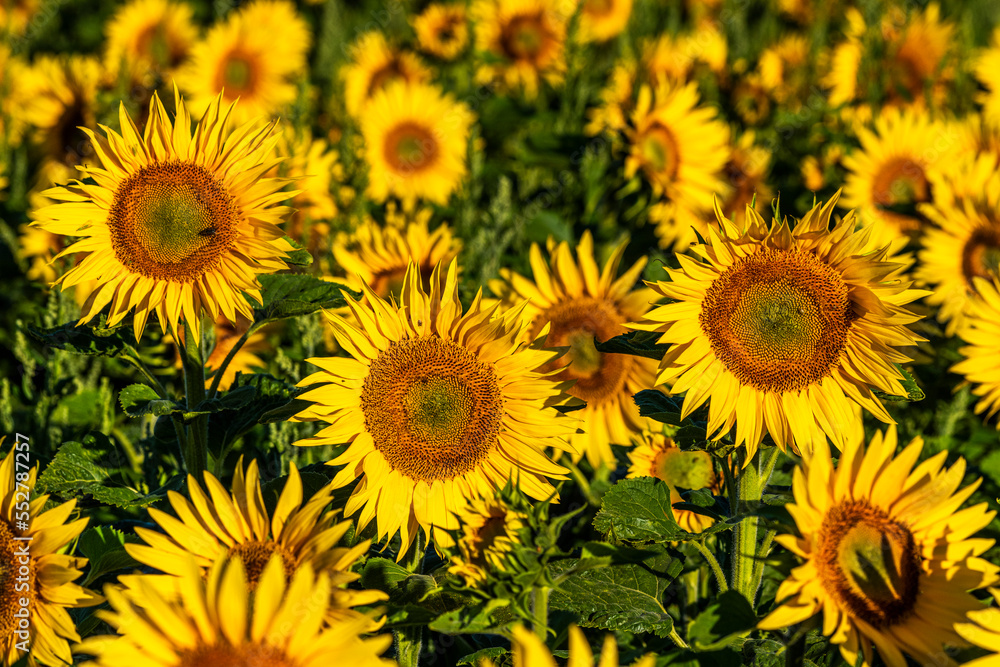 Champ de tournesols près de Saint-Valery-sur-Somme en baie de Somme Champ de tournesols près de Saint-Valery-sur-Somme en baie de Somme
