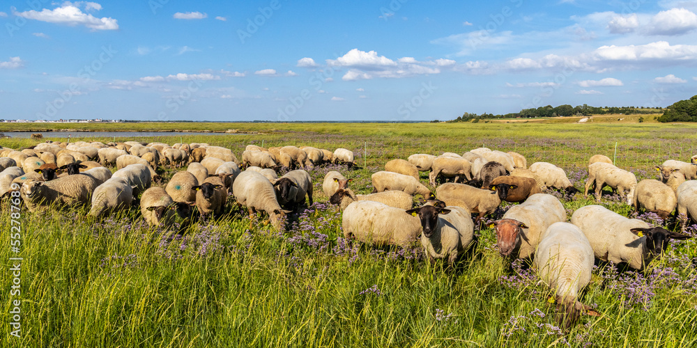 Obraz premium Moutons de prés salés dans les mollières du cap Hornu