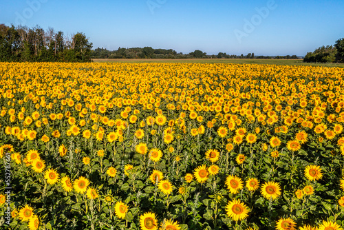 Champ de tournesols près de Saint-Valery-sur-Somme en baie de Somme