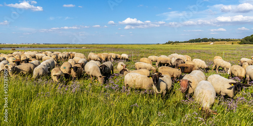 Moutons de prés salés dans les mollières du cap Hornu photo