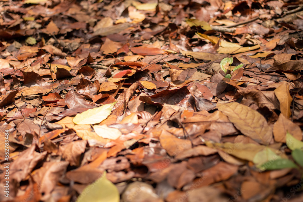 A pile of dry leaves on the ground