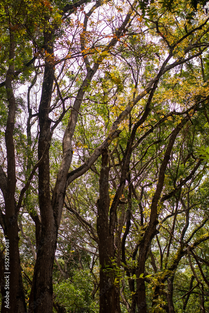 Preservation forest of towering trees Preservation forest of towering trees