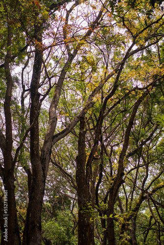 Fototapeta Naklejka Na Ścianę i Meble -  Preservation forest of towering trees