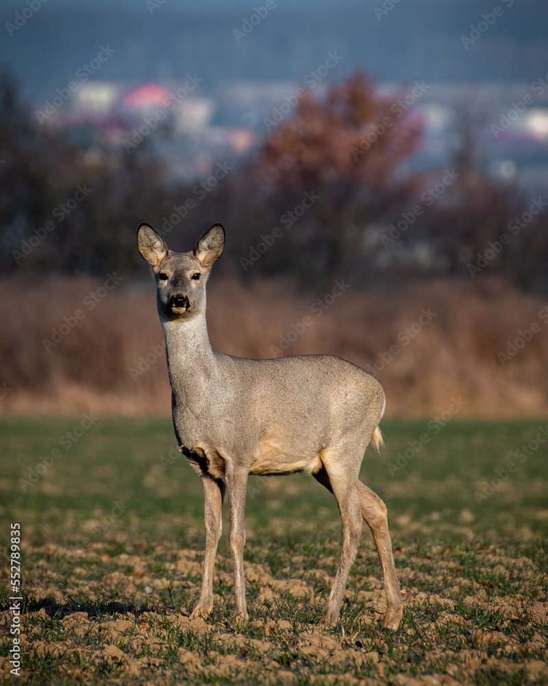 white deer white deer