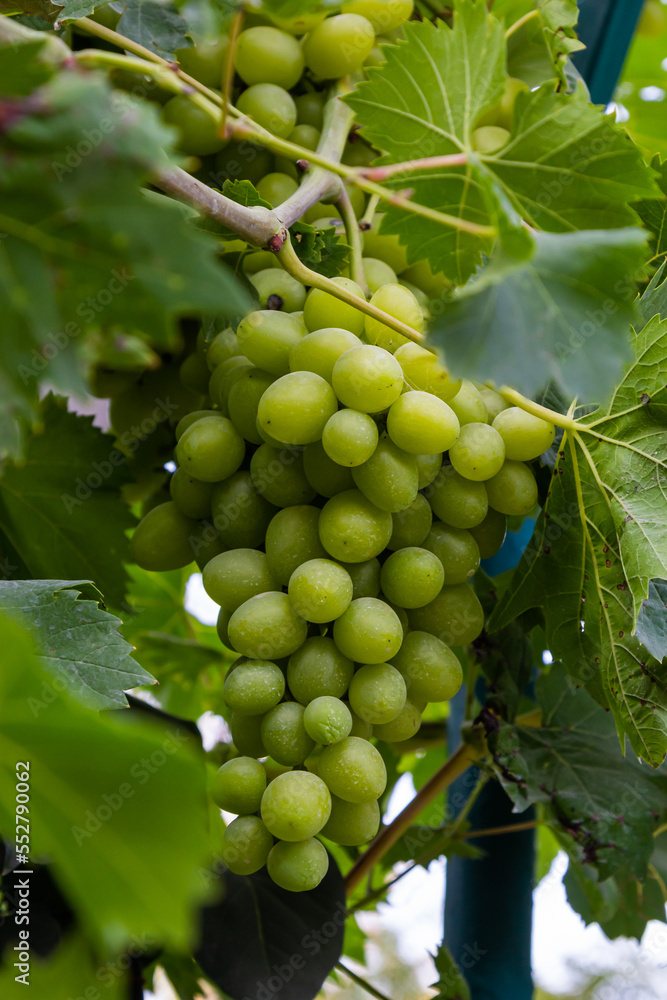 Ripe grapes grow on bushes. Bunch of grapes before harvest