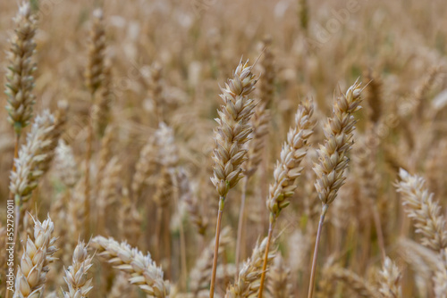 Grains on the field, redy for harvest, golden wheat in the sun. Fields full of cereals. Golden Ripe grain, Yellow, golden background. Landscape of fields full of grains