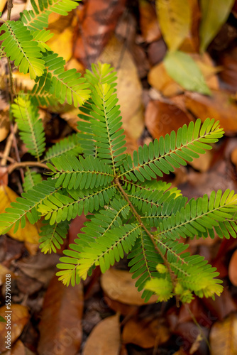 Mimosa pudica or shy, bashful or shrinking also called sensitive plant