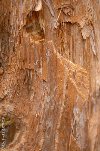 A bark of the tree