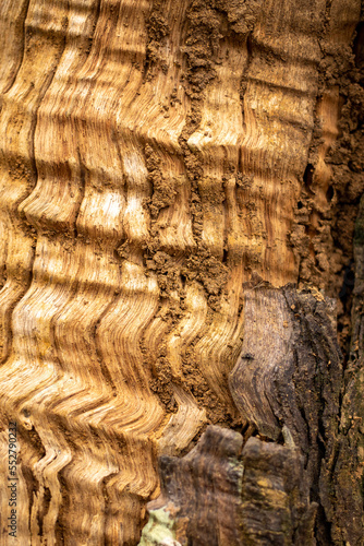 A bark of the tree