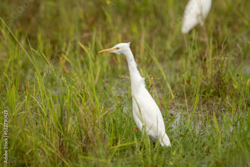 An egret walking on the ground