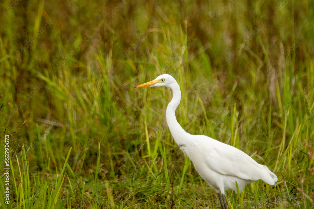 An egret walking on the ground An egret walking on the ground
