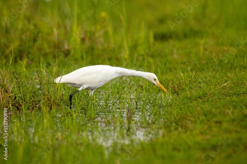 An egret walking on the ground