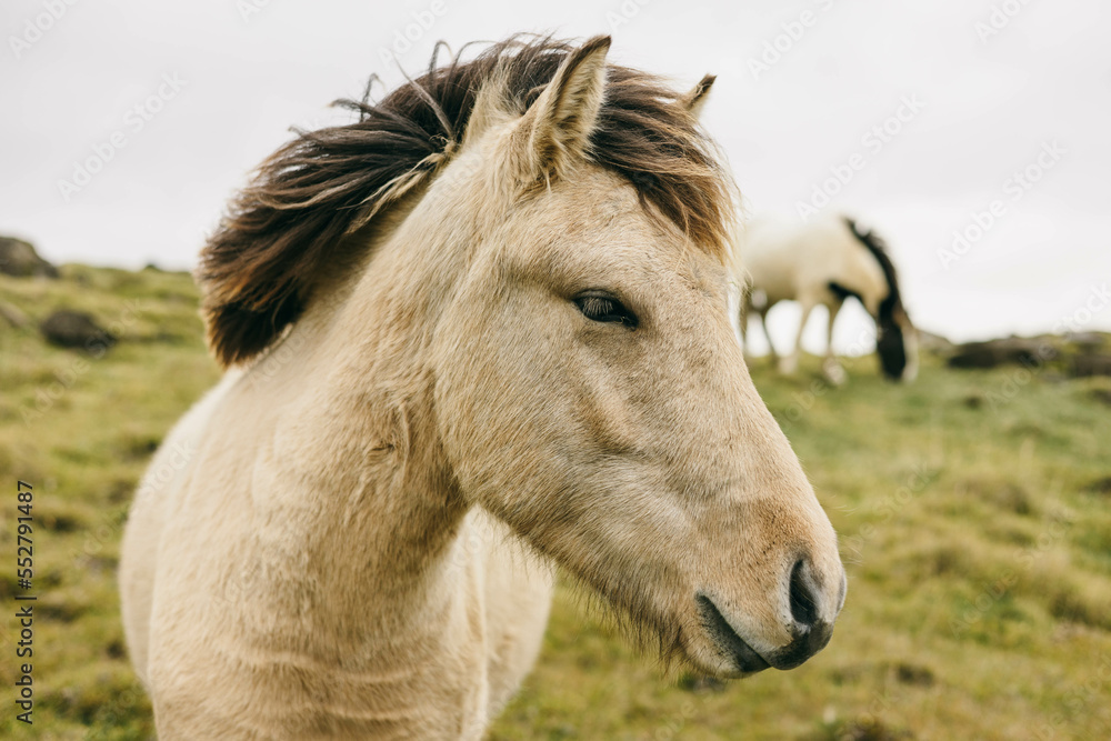 Caballo Islandés pastando en la pradera Caballo Islandés pastando en la pradera