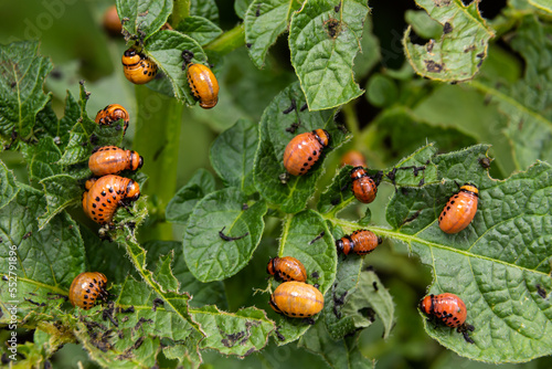 Colorado potato beetle - Leptinotarsa decemlineata on potato bushes. Pest of plants and agriculture. Treatment with pesticides. Insects are pests that damage plants photo