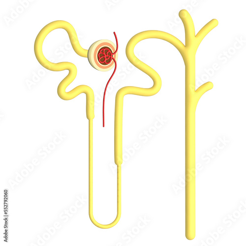 Nephrons are the subunits of the kidneys. photo