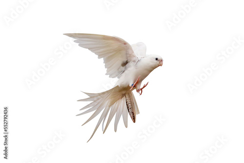 Cacatuidae parrot flying isolated on transparent background png file