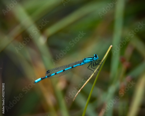 blue dragonfly on a grass