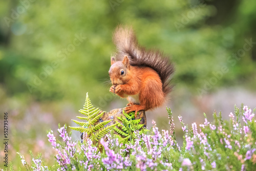 Red squirrel in the forest