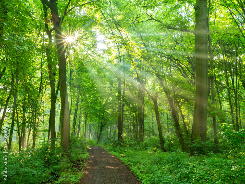 Footpath through Natural Forest of Beech Trees illuminated by Sunbeams through Fog Footpath through Natural Forest of Beech Trees illuminated by Sunbeams through Fog