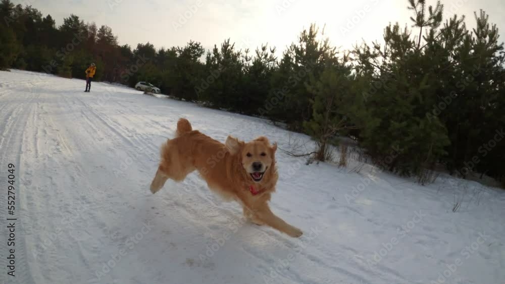 Golden retriever dog in winter running and jumping in snow outdoors. Happy purebred doggy pet walking and playing in forest in cold weather