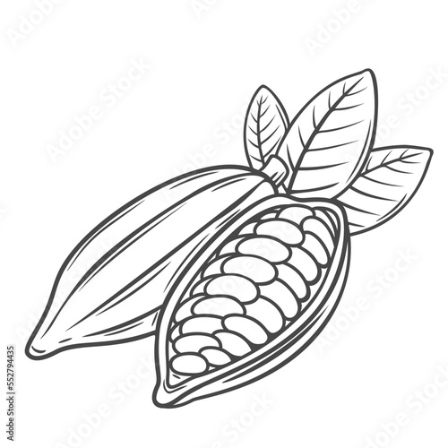 Cocoa beans line icon vector illustration. Hand drawn outline whole pod of cocoa fruit with leaf and organic nut cut in half with seeds, natural cacao plant for cooking sweet chocolate drink and bar