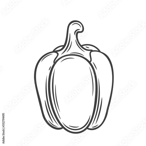 Whole bell pepper line icon vector illustration. Hand drawn outline sweet fresh paprika, organic Bulgarian pepper for cooking food of healthy tasty vegan diet, side view of single raw vegetable