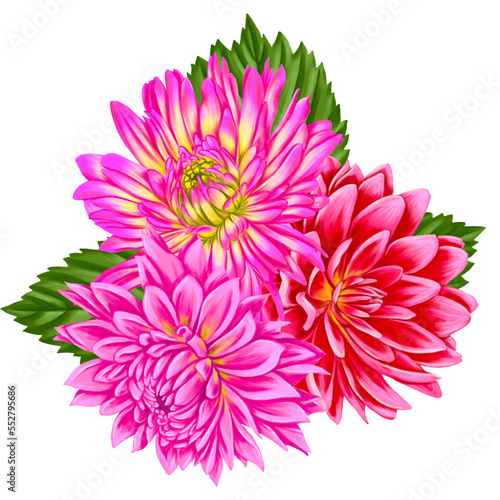 drawing bouquet of pink dahlia flowers with green leaves isolated at white background   hand drawn botanical illustration