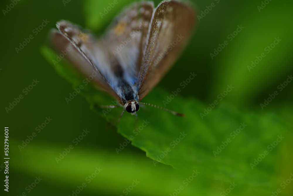 Fototapeta premium Moth on leaf