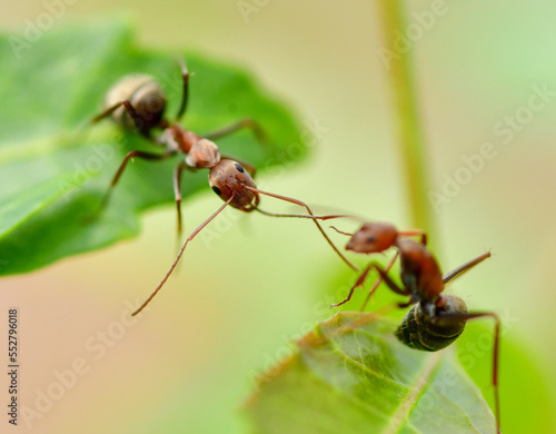 red ants on a leaf
