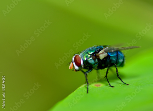 fly on green leaf