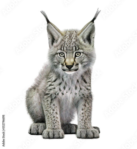 cute adorable lynx isolated on transparant background