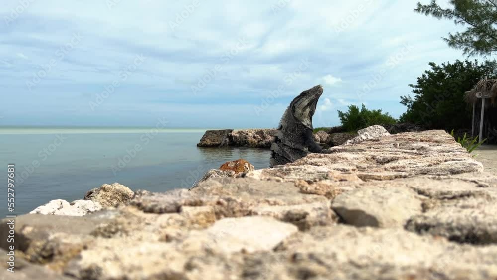Beautiful Wild Iguana Resting on the rocky beach. sunny beautiful day. big lizard on a rock in the nature. wild life of mexico. close up 4k shot. holbox Beautiful Wild Iguana Resting on the rocky beach. sunny beautiful day. big lizard on a rock in the nature. wild life of mexico. close up 4k shot. holbox